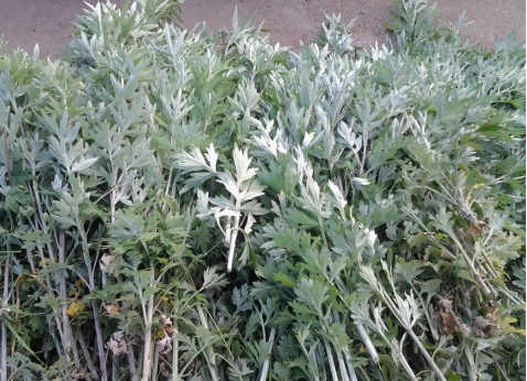 華展貓先生，端午節(jié)，垃圾分類